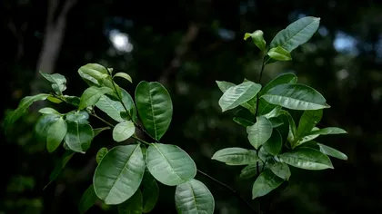 Un ”arbore sfânt” considerat dispărut, redescoperit după 200 de ani. Care este originea lui, unde l-au găsit cercetătorii