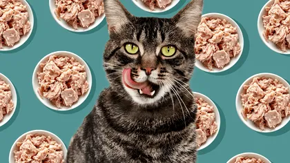 De ce iubesc pisici tonul, de fapt. Explicația oamenilor de știință care te lămurește