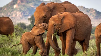 Elefanții africani comunică între ei ca oamenii: ce au descoperit cercetătorii, cum 