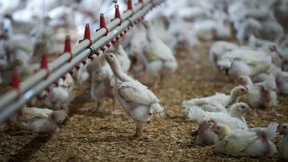 Decizia de la Bruxelles care ne-ar putea ieftini carnea de la raft: legea vine cu vești foarte proaste pentru animale