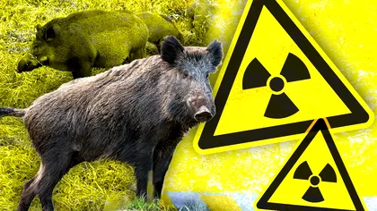 Descoperire bizară a oamenilor de știință: de ce sunt mistreții radioactivi. N-are legătură cu Cernobîl