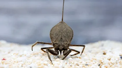 Acești scorpioni au o caracteristică ciudată și unică: cum vânează cu ajutorul ei