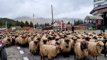 Ce este transhumanța: De ce există acest obicei vechi de mii de ani și în 2023, în România