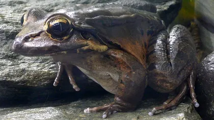 Cea mai rapidă extincție de pe Pământ. Ce s-a întâmplat cu o specie de broaște, câte exemplare mai există