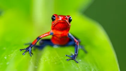 Cele mai periculoase animale din lume te omoară instant. Caracteristici naturale de apărare ale creaturilor