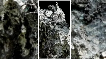 O specie nouă de șopârlă, descoperită de cercetători. Ce caracteristică specială are, cât de greu este s-o vezi