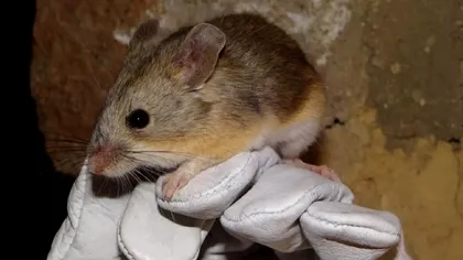 Șoareci mumificați, găsiți la 6.000 de metri altitudine. Cum au rezistat într-un mediu asemănător celui de pe Marte