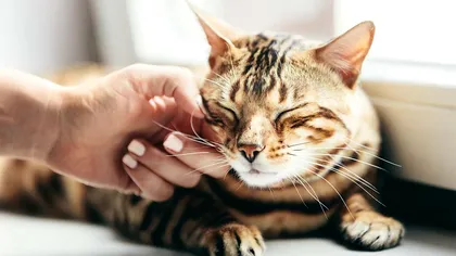 De ce torc pisicile, de fapt. Oamenii de știință cred că au aflat răspunsul