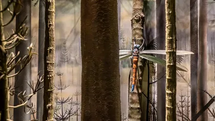 Cea mai mare insectă care a existat vreodată: Ai motive să te bucuri că nu împarți Pământul cu ea