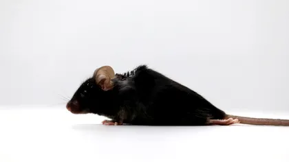 Premieră mondială în știință: Șoarecii paralizați merg din nou. Cum funcționează la oameni, ce spun cercetătorii