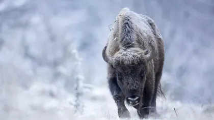 Zimbrul, majestatea pădurilor României: Cel mai mare mamifer terestru din Europa trăiește și în țara noastră