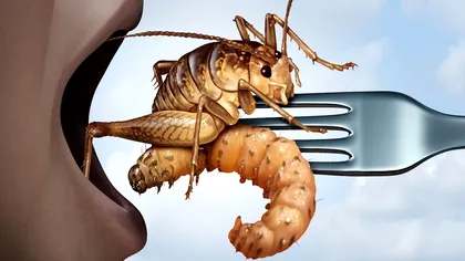 Consumul de insecte, benefic pentru organism, dar și pentru planetă. Sfaturile specialiștilor în nutriție