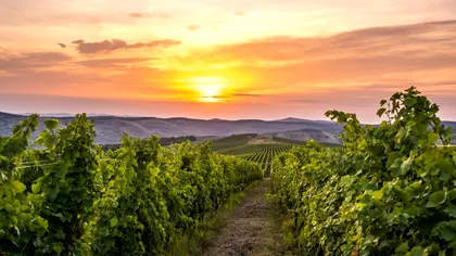 România, o forță majoră în Europa. A fost un an bun, producție record, avem cu ce să ne mândrim