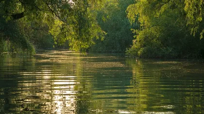 Minunea naturală a Deltei Dunării: Cea mai compactă suprafață de stufăriș de pe glob