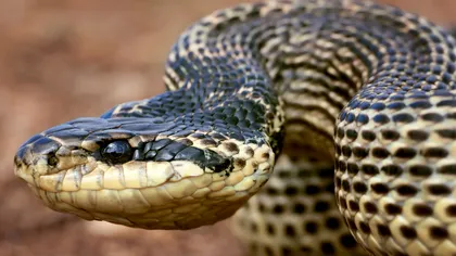 Balaurul Dobrogean: Măreția și misterul celui mai mare șarpe din România