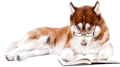 Cei mai deștepți câini din lume, conform oamenilor de știință