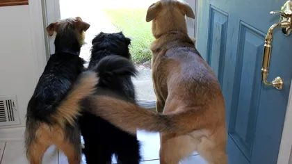 De ce dau câinii din coadă: Oamenii de știință au explicația și nu este în totalitate ceea ce crezi