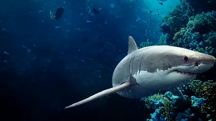 Oamenii s-au „îngrozit” după ce un bărbat a scăpat un GoPro sub nava de croazieră: Ce se afla dedesubt, în apă, de fapt