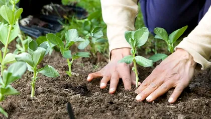 Descoperire fascinantă în știință: Ce legătură are electricitatea cu plantele, cum rezolvă problema foametei