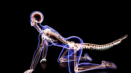 De ce nu are omul coadă: Descoperirea evolutivă ce rescrie Istoria