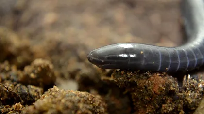 Descoperire științifică fascinantă: Comportamentul bizar al acestor amfibieni VIDEO