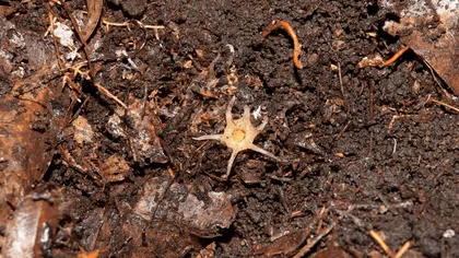 O nouă specie bizară de plante a fost descoperită: De ce este ciudată, conform oamenilor de știință
