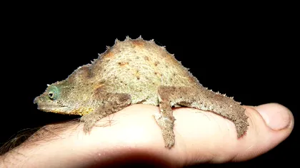 Sute de specii noi și unice, descoperite pe 