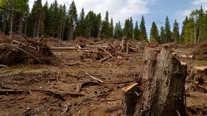 Gigantul acuzat de Greenpeace că ar decima pădurile din țara noastră. Românii sunt zilnic în magazinele lor