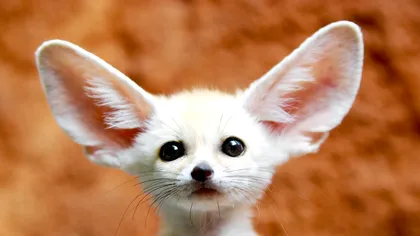 Cercetătorii susțin că mult mai multe animale, inclusiv insecte, ar putea avea conștiință