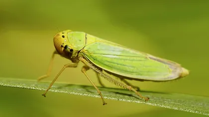 Insecta 
