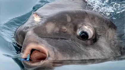 Aceste creaturi marine bizare au apărut, din senin, în această țară: De ce sunt ciudate, de fapt