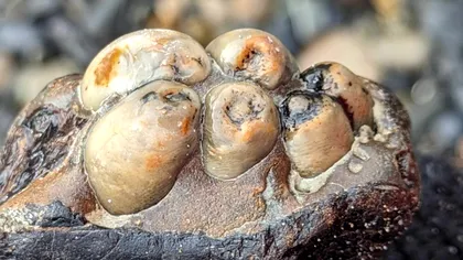 Descoperire uluitoare făcută de o femeie: Dintele unui mamifer care nu mai există, pe o plajă din această țară FOTO