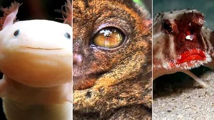 Cele mai ciudate ființe de pe planeta noastră. De ce sunt speciale