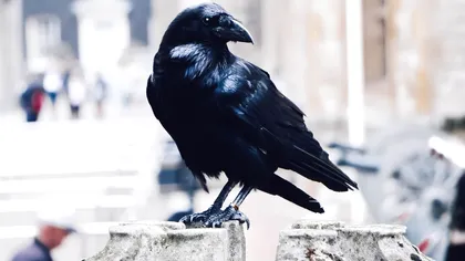 Descoperire uimitoare: Ciorile pot număra, fabrica unelte și au capacitatea de a-și face planuri, conform unui studiu recent