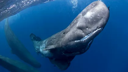 Care este animalul care își poate ține respirația cel mai mult: Poate sta aproape patru ore în apă