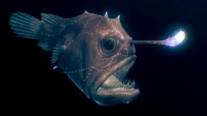 Un pește foarte rar a fost descoperit pe această plajă: De ce arată înfricoșător peștele 