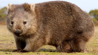 Ce este un wombat și cât de repede poate alerga, de fapt, animalul drăgălaș: L-ar putea întrece pe Usain Bolt