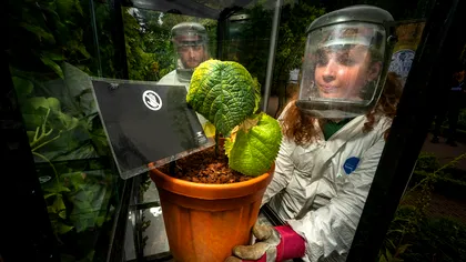 Cele mai mortale șapte plante din lume: 