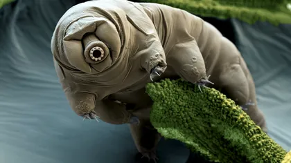 Animalele care ar supraviețui unui dezastru global: Ființele care trăiesc chiar și după Apocalipsă