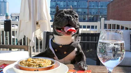 Idei bizare de afaceri care au avut un succes neașteptat: Restaurantul pentru câini sau pantofi comestibili