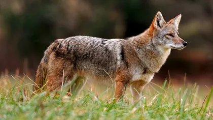 O femeie din această țară a descoperit o familie de coioți sub casa ei: O întâlnire neașteptată și periculoasă