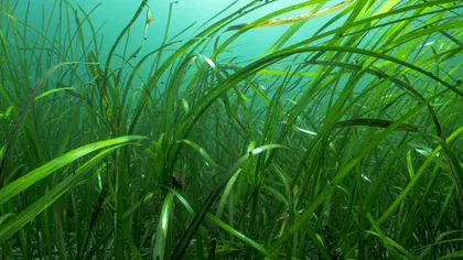 Cea mai veche plantă marină cunoscută, descoperită: Are 1.400 de ani