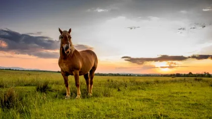 Satul din România unde nu locuiește nimeni: Un metru pătrat de pământ valorează un leu în acest loc pustiu