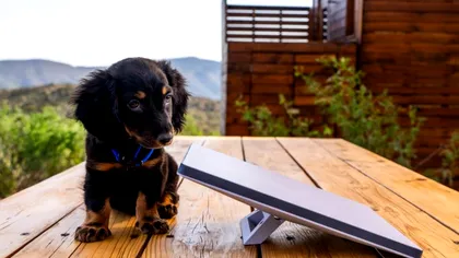 Starlink Mini: Internetul global portabil într-un rucsac. Ce planuri are Elon Musk