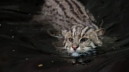 Această pisică-pescar măcăne ca o rață și surprinde oamenii de știință prin vânătoarea în copaci VIDEO