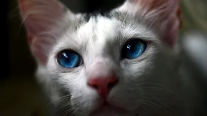 Pisica banală de casă care a dus la extincția unei întregi specii. Cum a fost posibil micul dezastru