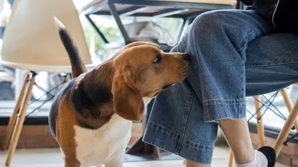 Câinii pot detecta stresul din respirația și transpirația umană