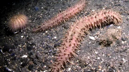Acest animal are 200 de picioare: Cum curăță fundul oceanelor