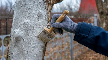 De ce sunt vopsiți unii copaci la bază: Nu este doar o chestiune estetică