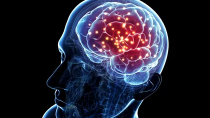 Creierul și consumul de alcool: comutatorul neuronal care ar putea schimba totul